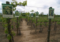 Producción de vinos
